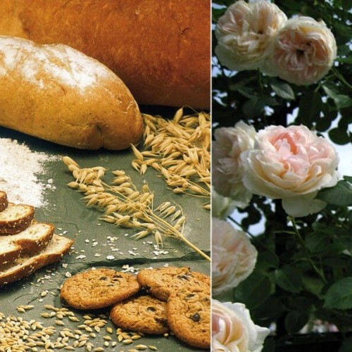 bread-and-roses-e1426627366180